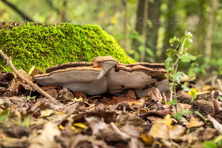 2020_10_23 Herfst plaatjes